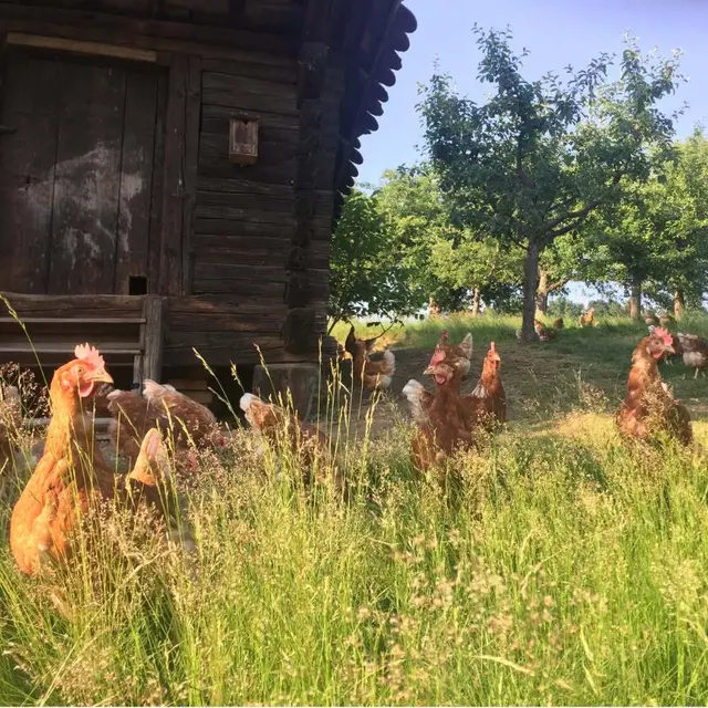 Biodiversitätshühnerweide – mehr als Auslauf beim Betrieb in Haselsdorf-Tobelbad | Foto: Hofveitl