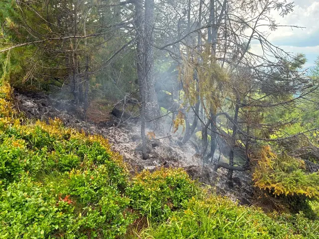 Ein Baum dürfte aufgrund eines Blitzschlags in der Nähe des Lausnitzsees in Brand geraten sein. | Foto: Freiwillige Feuerwehr Rennweg am Katschberg