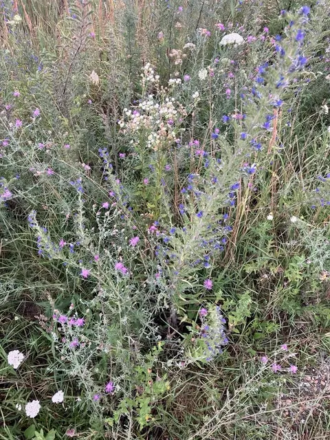 Mit regionalen Wildblumen, Kräutern und Stauden entstehen in Apetlon neue Lebensräume für Wildbienen, Schmetterlinge und zahlreiche weitere Insekten. | Foto: Apetlon blüht auf