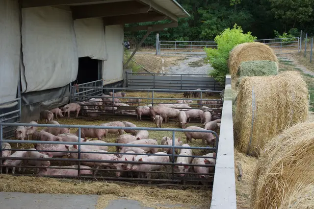 Im Stall in Pöttsching haben sie insgesamt 320 Mastplätze.