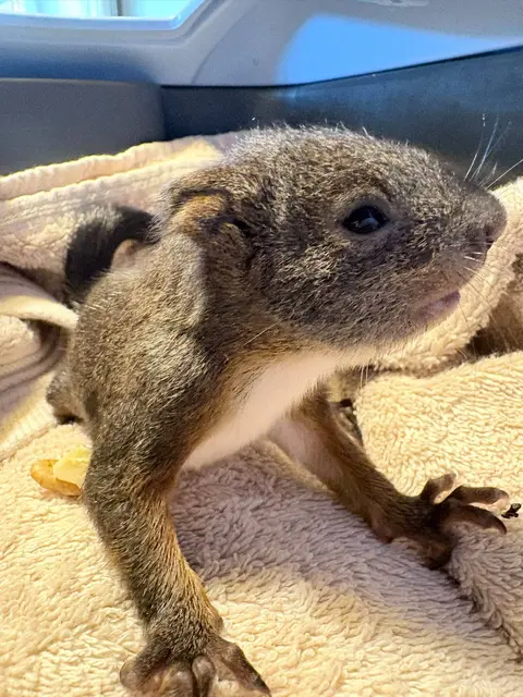 Das kleine Eichhörnchen Hazel kämpft ums überleben.  | Foto: Pfotenhilfe 