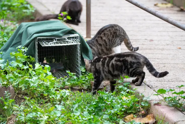 Seit dem Start des Projekts im Jahr 2018 hat sich die Zahl der jährlich durchgeführten Kastrationen mehr als verdreifacht, Tendenz steigend. Gleichzeitig berichten Tierheime von weniger abgegebenen Katzenbabys (Symbolfoto) | Foto: stock.adobe.com/at/bykofoto