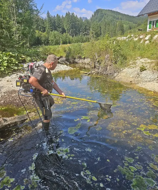 Die anhaltende Trockenheit machte Notabfischung im Langbathbach notwendig.
 | Foto: Hörmandinger