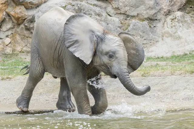 Das Elefantenkalb erkundet sein Gehege im Tiergarten Schönbrunn. | Foto: Daniel Zupanc