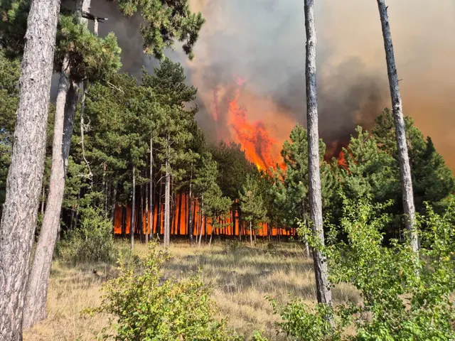 Ein Waldbrand in St. Egyden sorgte für einen Großeinsatz, an dem sich auch die FF Mödling beteiligte. | Foto: ffmoedling.at