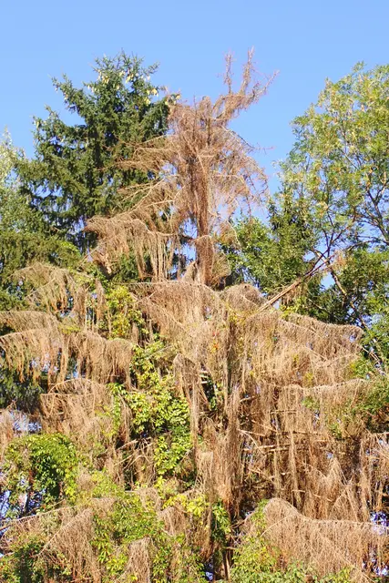 Bereits im August haben viele Bäume ihre herbstlichen Farben angenommen. Grund dafür ist die Hitze. | Foto: Johannes Gepp, Naturschutzbund