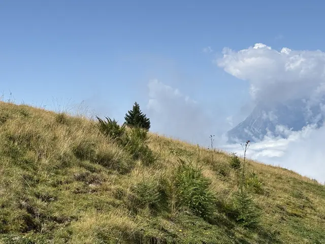 Die ausgetrockneten Almwiesen sind deutlich sichtbar. | Foto: Christian Amtmann