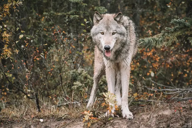 Mehrere tote und verletzte Schafe führten zur Abschussverordnung des Landes. (Symbolbild) | Foto: unsplash