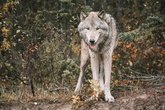 Neue Abschussverordnung für einen Wolf nach vier toten Schafen im Bezirk Osttirol. Diskussionen zwischen Tierschutzverein und Land Tirol gehen Weiter. (Symbolbild) | Foto: unsplash