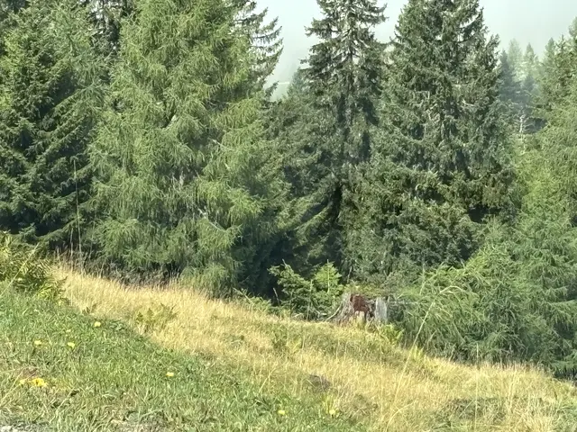 Wald und Wiesen sind zu trocken. | Foto: Christian Amtmann