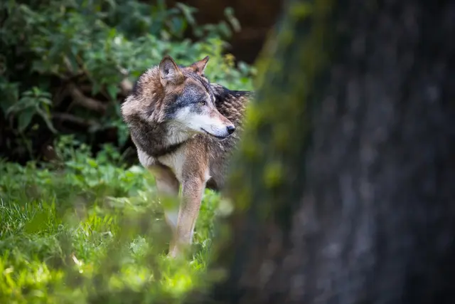 Für die Jägerschaft war der Abschuss alles andere als einfach: Der Wolf befand sich in einem Waldgebiet. | Foto: PantherMedia/Viktor Cap(YAYMicro)