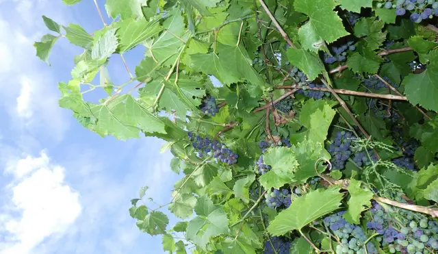 Früher Herbst in Riegersburg | Foto: W. Preitler