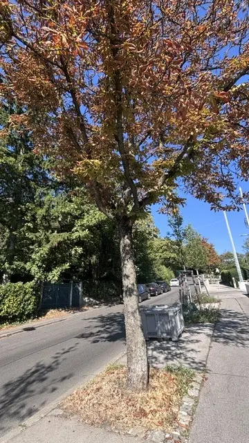Foto: Baumschutz Ottakring