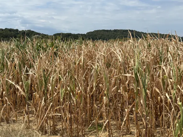 Kukuruzacker zwischen Bocksdorf und Rauchwart ohne jedes Grün. Bei allen Herbstkulturen drohen massive Ernteeinbußen bis hin zum Totalausfall. | Foto: Martin Wurglits