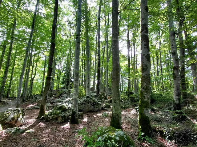 Ein einzigartiger Wald  | Foto: H.Bachinger