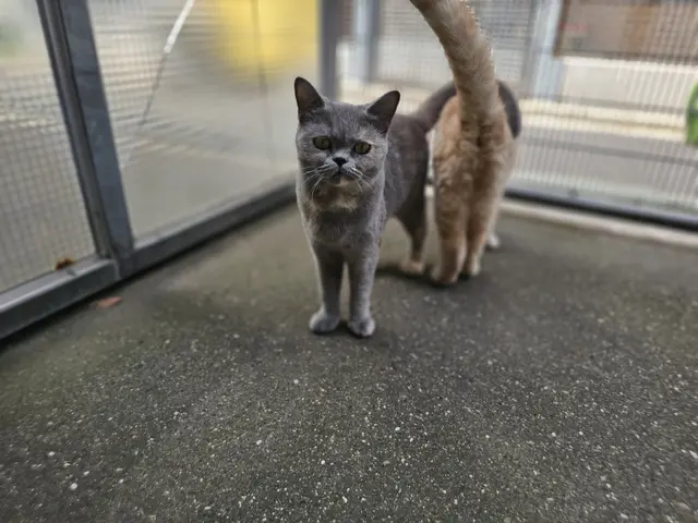 Die beiden Katzen werden nur zusammen vergeben. | Foto: Tierheim Linz