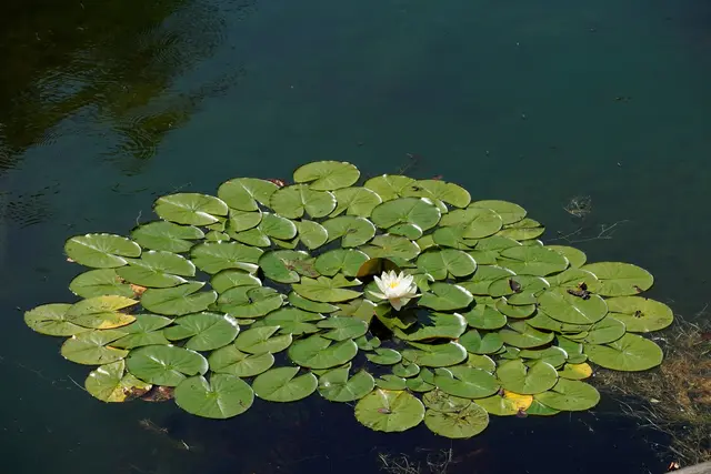 Seerose . | Foto: Alfred Schmutz