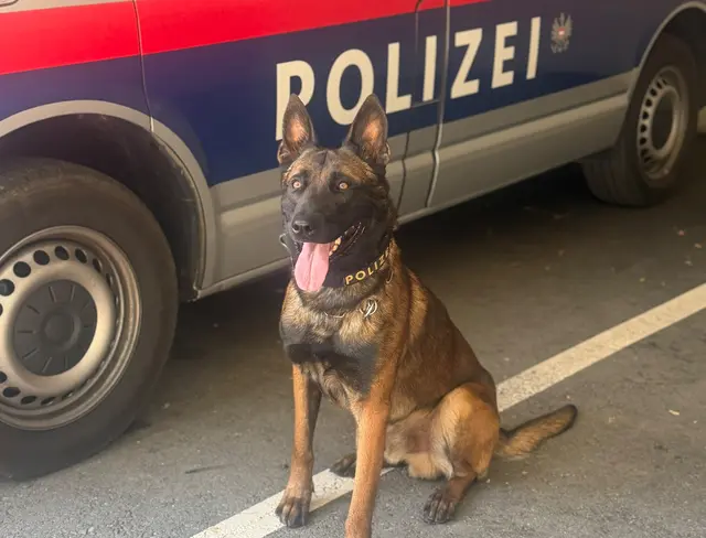 Polizeidiensthund "Rashid" hat den Verdächtigen in einem Gebüsch gefunden. | Foto: LPD Kärnten