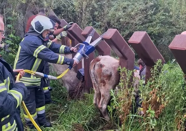 In Obdach war eine Kuh eingeklemmt.