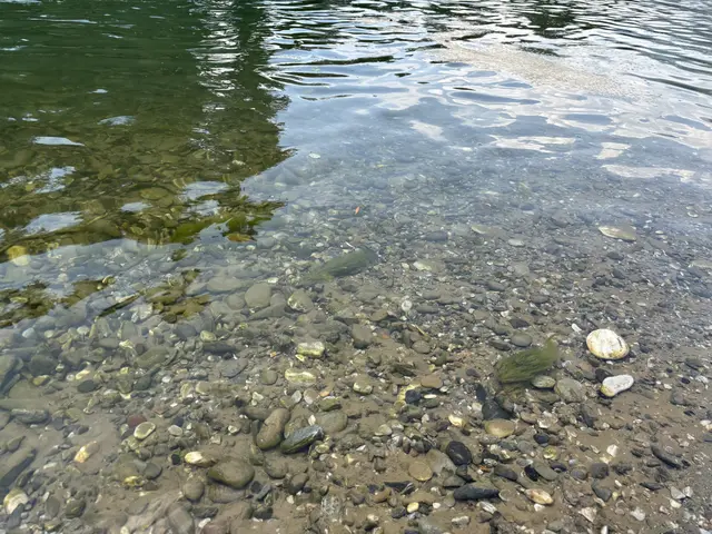 Die Algen lassen das Wasser grünlich wirken. | Foto: MeinBezirk/Carmen Rienzner
