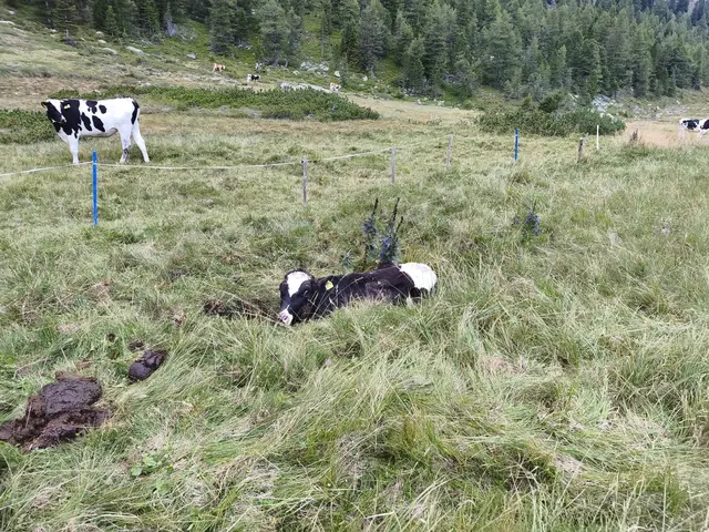 Das Jungtier habe sich nicht mehr selbstständig aus seiner misslichen Lage befreien können.  | Foto: FF Kaning