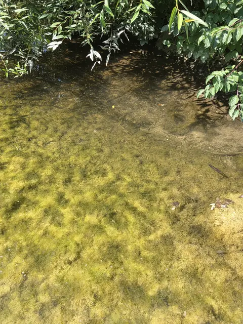 Das niedrige Wasser gefährdet den Fischbestand massiv.  | Foto: Sportfischereiverein Baden