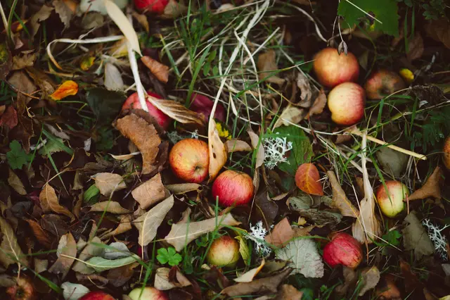 Fallobst ist nicht automatisch Abfall: Auch angeschlagene Früchte können oft noch rasch und genussvoll verarbeitet werden. | Foto: Pexels (Symbolbild)