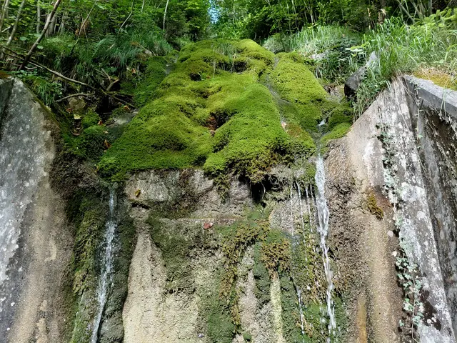 Unter dem Moosteppich fließt Wasser  | Foto: H.Bachinger