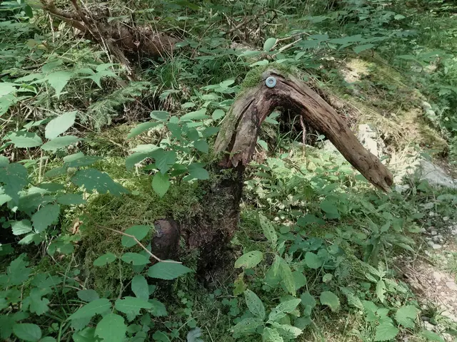 Was ist das für ein Tier? | Foto: H.Bachinger