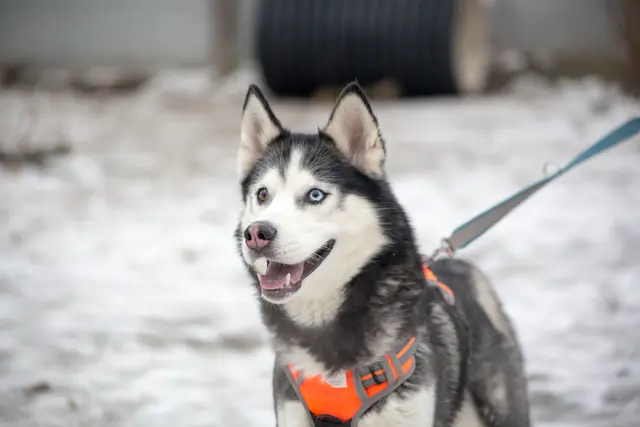 Der eigenständige, 2019 geborene Siberian Husky-Rüde Tony ist rassetypisch lebhaft und gesprächig.  | Foto: TSA