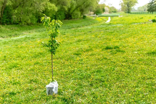 Gemeinsam mit dem Partner "Wald4Leben" wird für jede Teilnehmerin und jeden Teilnehmer ein Baum gepflanzt. | Foto: unsplash / George Bakos