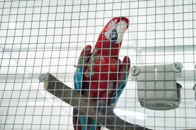Mehr als 120 Tiere sind bereits in Simmering gelandet, beim Eröffnungsfest werden wohl schon alle rund 200 Tiere vor Ort sein.  | Foto: Kaja Sade Jerabek/MeinBezirk