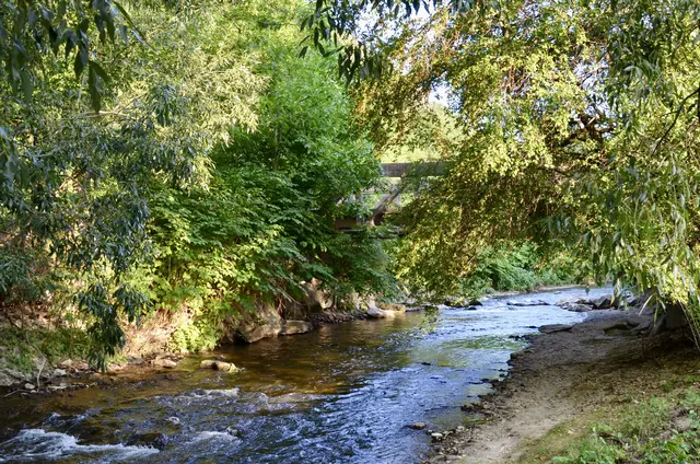 Der Pegelstand in der Pitten ist niedrig. Der Fluss führte schon einmal mehr Wasser. | Foto: Elisabeth Peinsipp