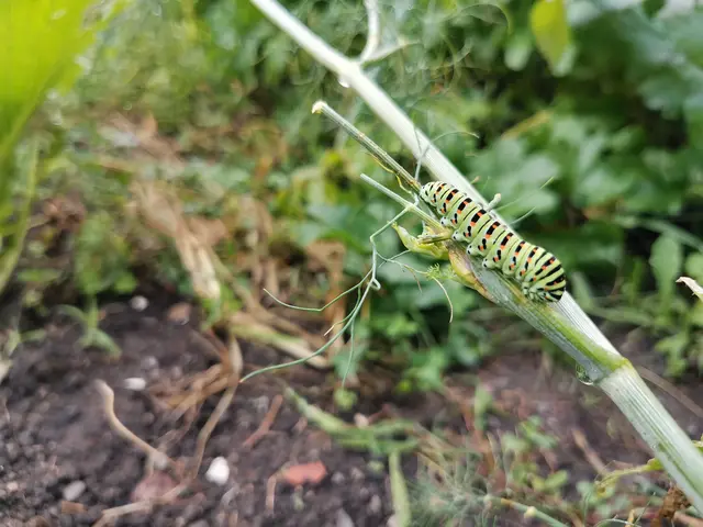 Mehrjährige Blumenbeete bringen Farbe in den Garten und bieten bei der richtigen Pflanzenwahl wertvollen Lebensraum für Insekten – auch in heißen, trockenen Sommern. | Foto: Tiroler Bildungsforum