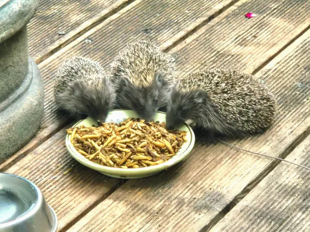In meinem Garten fühlen sich Igel wohl und sorgen jährlich für zahlreichen Nachwuchs.  | Foto: Karmen Erhart 
