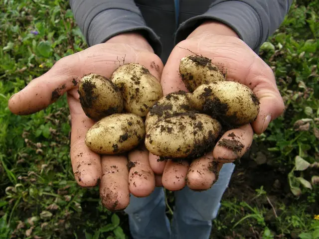 Aufgrund ausbleibender Niederschläge und anhaltender Hitze seien im gesamten Bundesgebiet massive Ernteausfälle zu verzeichnen, darunter bei Kartoffeln. (Symbolbild)  | Foto: Pixabay