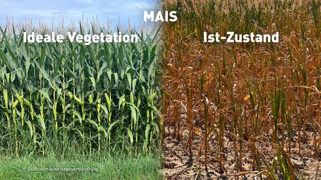 Betroffen ist auch die Maisernte. | Foto: ÖHV