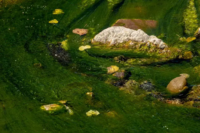 Nicht jede Alge ist gefährlich – bei Verdacht auf Blaualgen sollte das Gewässer dennoch gemieden werden. | Foto: Pexels (Symbolbild)