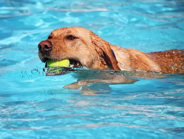 Das Erlebnisbad öffnet die Tore für sozial verträgliche und geimpfte Hunde. | Foto: Smarterpix/graphicphoto