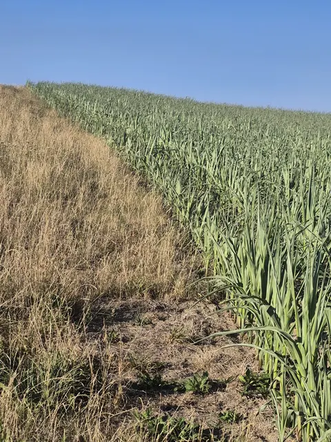Der Unabhängige Bauernverband fordert sofortige Maßnahmen gegen die Dürre im Bezirk Scheibbs. | Foto: Unabhängiger Bauernverband Bezirk Scheibbs