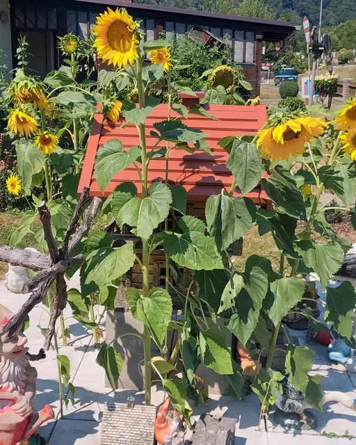 Sonnenblumen wachsen überall: Aus den Samen des Vogelfutters sind trotz Hitze diese Sonnenblumen zwischen den Steinplatten gewachsen. Die Natur findet immer einen Weg! | Foto: Heidi Zweidick-Muggenau 