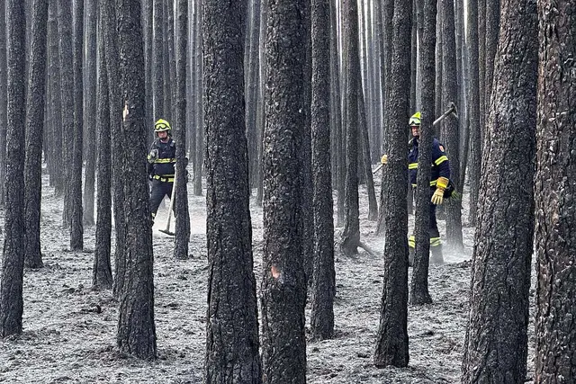 Suche nach Glutnestern im abgebrannten Wald. | Foto: FF Dietmanns