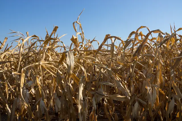 Die von der Österreichischen Hagelversicherung gemeldeten Dürreschäden in Höhe von rund einer Milliarde Euro sorgen für diverse Reaktionen in der Steiermark. | Foto: uhg1234/PantherMedia