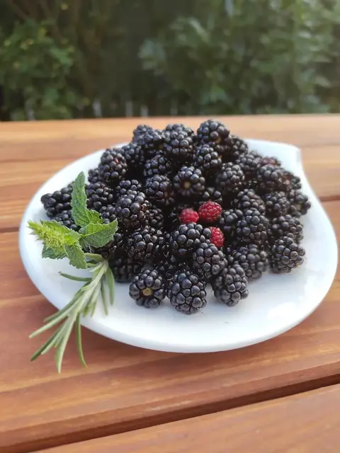 Susanne Glück hat ihre Brombeeren-Ernte abgelichtet. | Foto: Susanne Glück