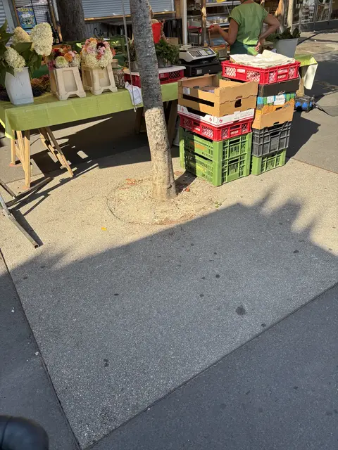 Teil des Problems am Kaiser-Josef-Platz: Die Bäume haben rund um den Stamm zu wenig Platz.  | Foto: MeinBezirk/Markus Kropac