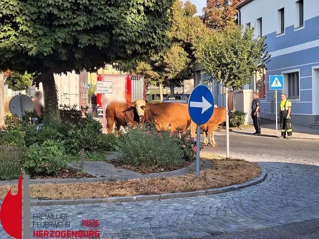 Foto: FF Herzogenburg/Wallner