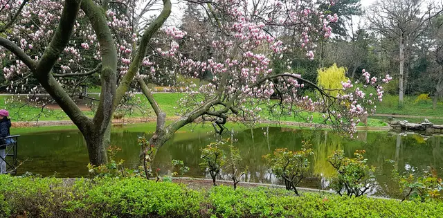 Eine Magnolie in Frühlingsblüte im Türkenschanzpark. | Foto: ART-Galerie Then
