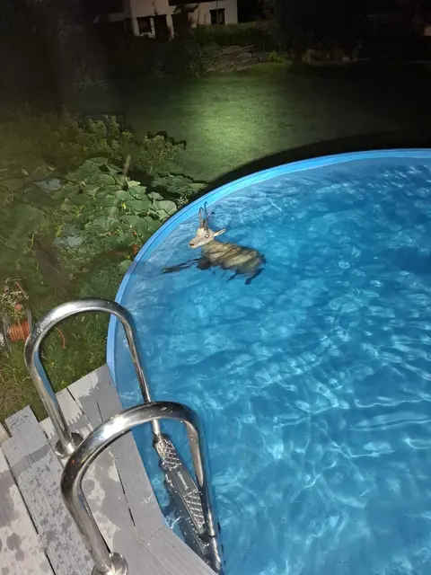 Ungewöhnlicher Einsatz in Telfs: Eine Gams war in einem Swimmingpool gefangen und konnte von der Freiwilligen Feuerwehr Telfs unverletzt aus ihrer misslichen Lage befreit werden. | Foto: FF Telfs