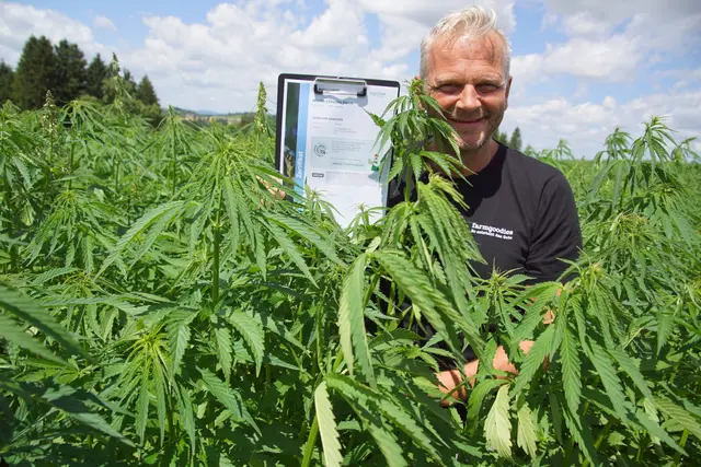 Günther Rabeders Hanfpflanzen erwiesen sich auch heuer als klimafite Pflanzen und bringen guten Ertrag. 
 | Foto: Helmut Eder