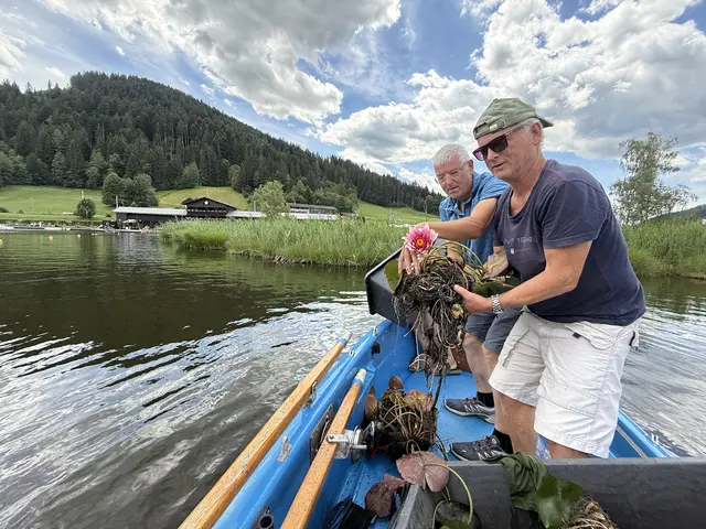 Die Schwarzsee-Fischer pflanzen neue Seerosen. | Foto: F. Obermoser